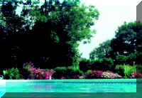 Pool&Flowers.JPG (29426 bytes)